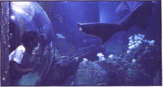 Monterey Bay Aquarium's Shark Tank