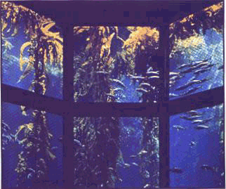 Monterey Bay Aquarium's Kelp Forest Tank